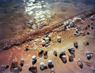 Illustration for article titled Artist's Trash Exhibitions Depict A Planet Colonized By Plastic